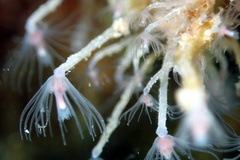 Ectopleura crocea