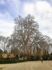 Platanus × hispanica