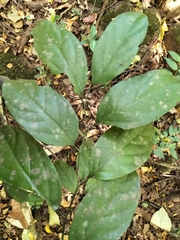 Gomphandra tetrandra