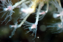 Ectopleura crocea