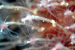 Ectopleura crocea