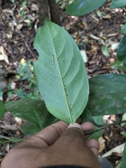 Gomphandra tetrandra