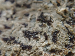 Arthonia radiata