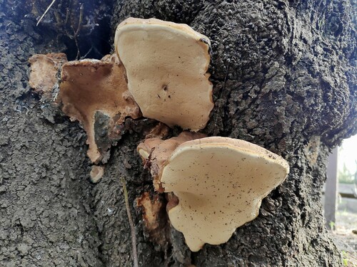 Ganoderma adspersum