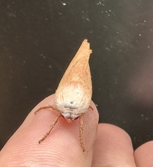 Cryptophasa rubescens