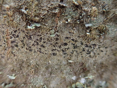 Arthonia radiata