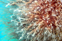 Ectopleura crocea
