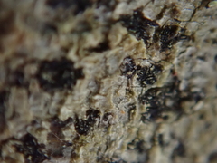 Arthonia radiata