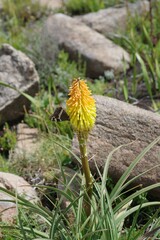Kniphofia uvaria