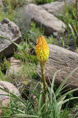 Kniphofia uvaria