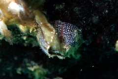 Fistulobalanus kondakovi