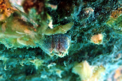 Fistulobalanus kondakovi