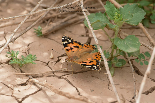Painted Lady
