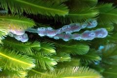 Botrylloides perspicuus