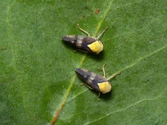 Brunotartessus fulvus