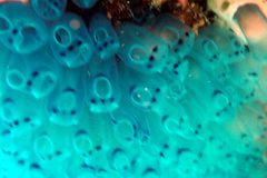 Clavelina moluccensis