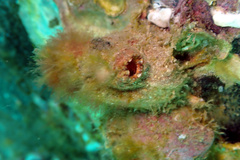 Microcosmus squamiger