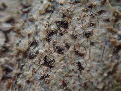 Arthonia radiata