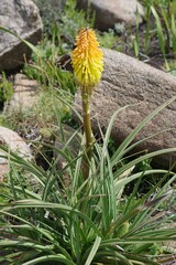 Kniphofia uvaria
