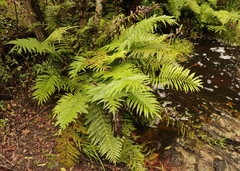 Blechnum capense