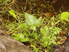 Zantedeschia aethiopica