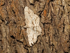 Didymoctenia exsuperata
