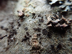 Arthonia radiata