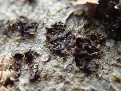 Arthonia radiata