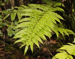 Blechnum capense