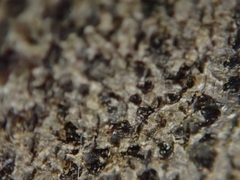 Arthonia radiata