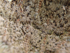 Arthonia radiata