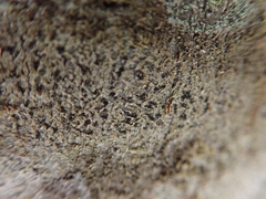 Arthonia radiata