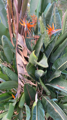 Strelitzia reginae