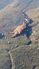 Grapsus