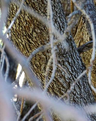 Canyon Live Oak