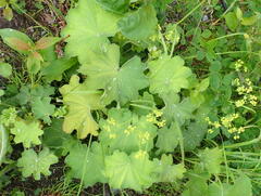 Alchemilla vulgaris