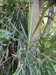 Cordyline stricta