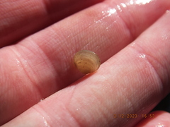 Sphaerium occidentale