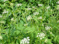 Aegopodium