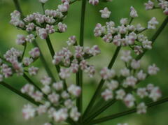 Aegopodium