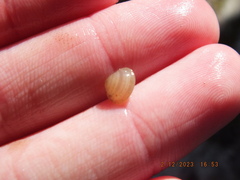 Sphaerium occidentale