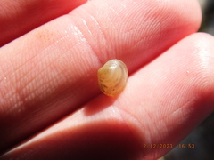 Sphaerium occidentale