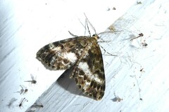 Pseudocoremia lactiflua