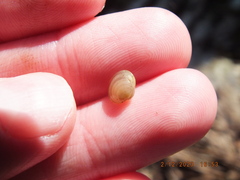 Sphaerium occidentale