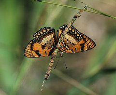 Byblia anvatara