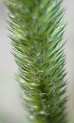 Phleum