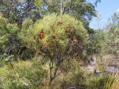Banksia occidentalis