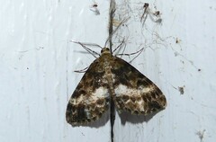 Pseudocoremia lactiflua