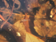 Eubranchipus neglectus