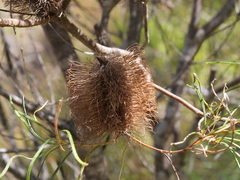 Banksia occidentalis